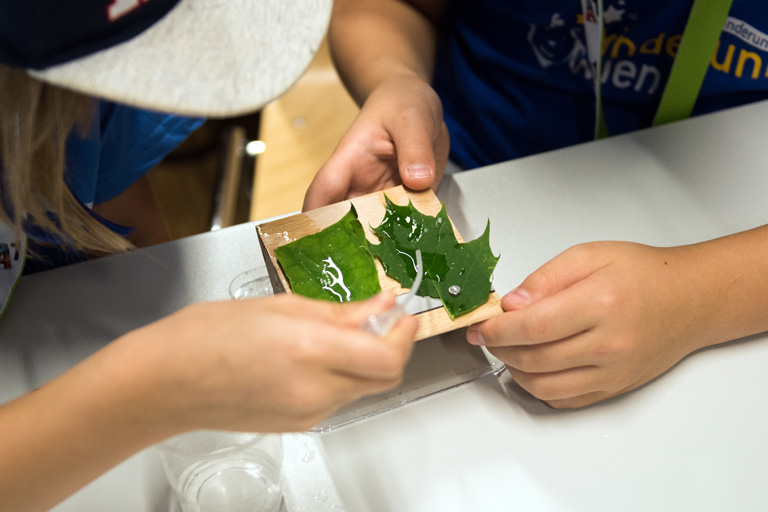 KinderuniWien-Studierende experimentieren mit Blättern